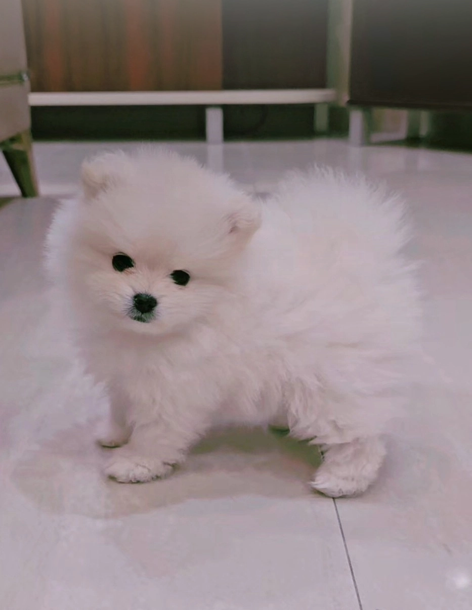 pomeranac stenac srbija