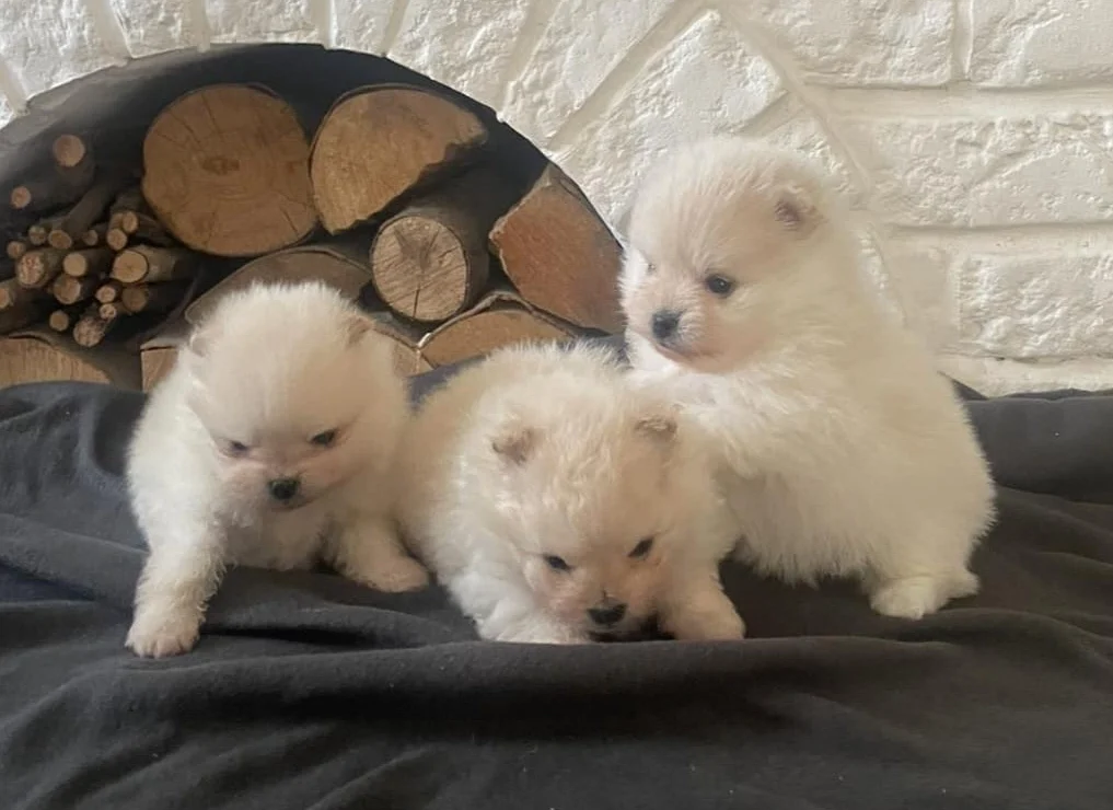 Pomeranci na prodaju - Leglo 3, štenci uzrast 30 dana, slika 1