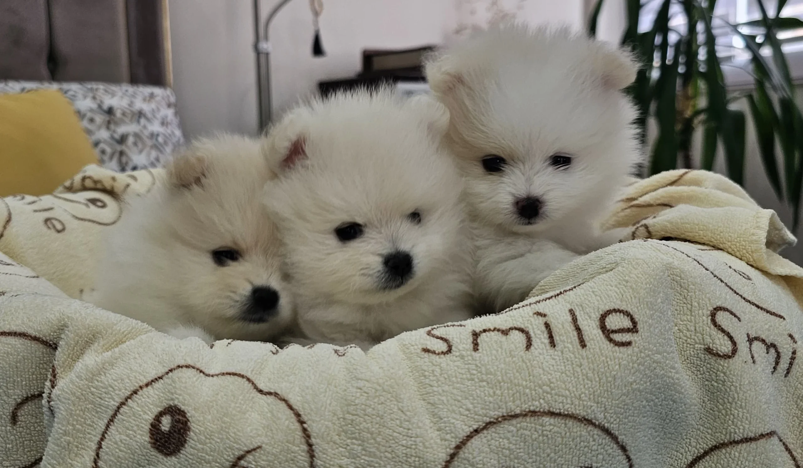 Pomeranci na prodaju - Leglo 1, Lady, Leni i Luigi, slika 3